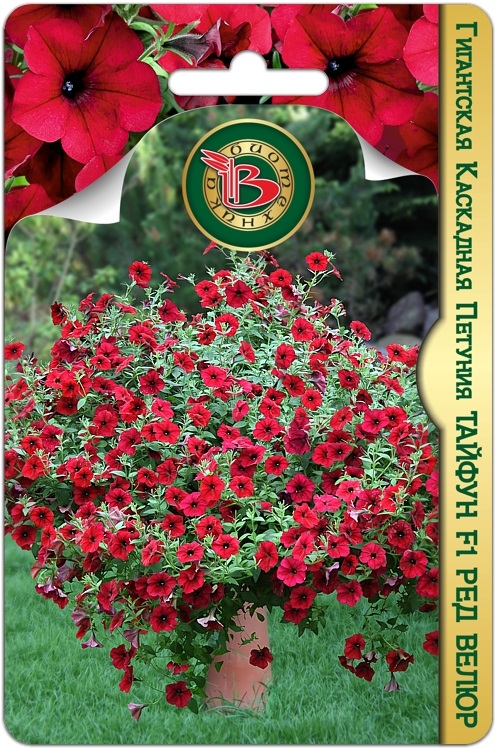 Петуния гигантская каскадная Тайфун F1 Ред Велюр 5 шт